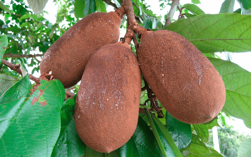 Tryptophan (Cupuaçu Extract)